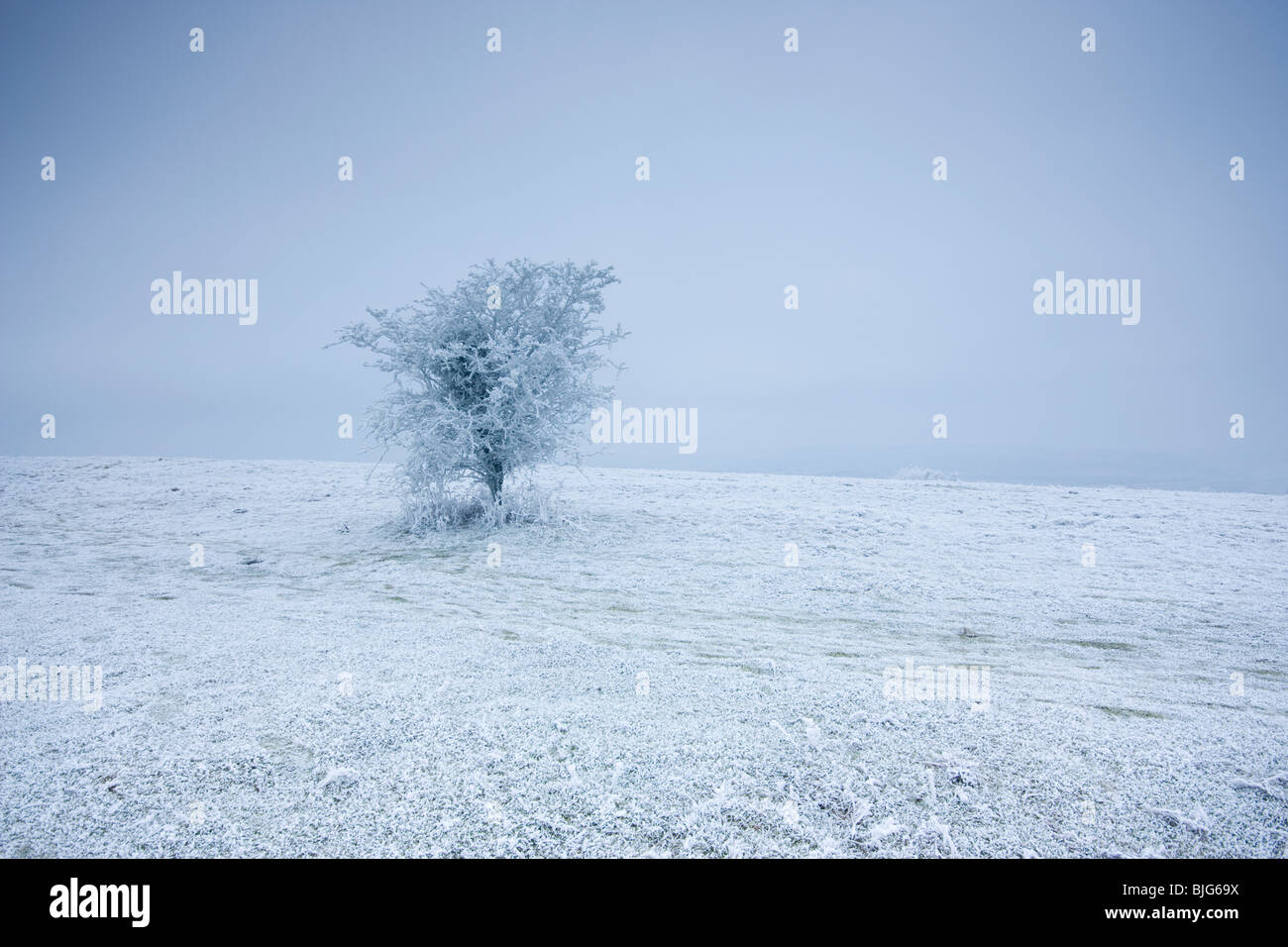 Lone Frosty Tree Stock Photo