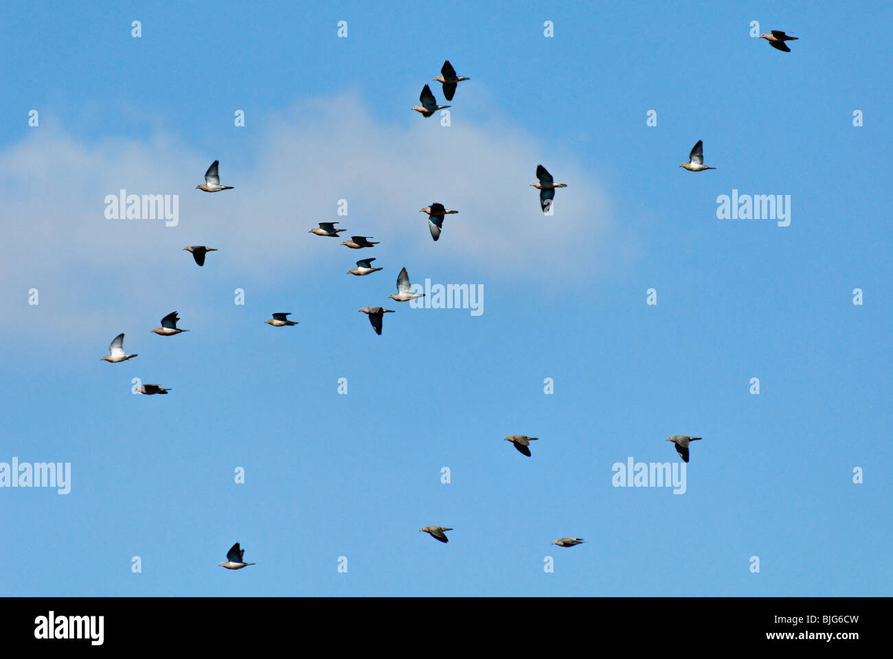 Eared Doves in Flight against Blue Sky at La Dormida Lodge in Cordoba, Argentina Stock Photo