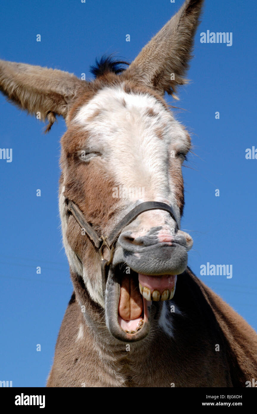 laughing brown and white donkey in Ireland against a blue sky Stock