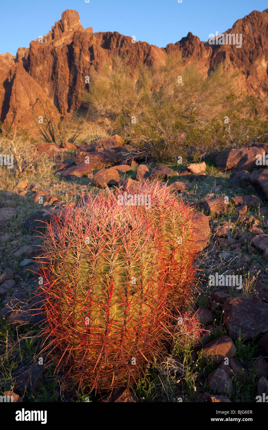 Mexican Fire Barrel Cactus (Ferocactus pilosus var. pringlei), KOFA Wildlife Refuge, Arizona Stock Photo