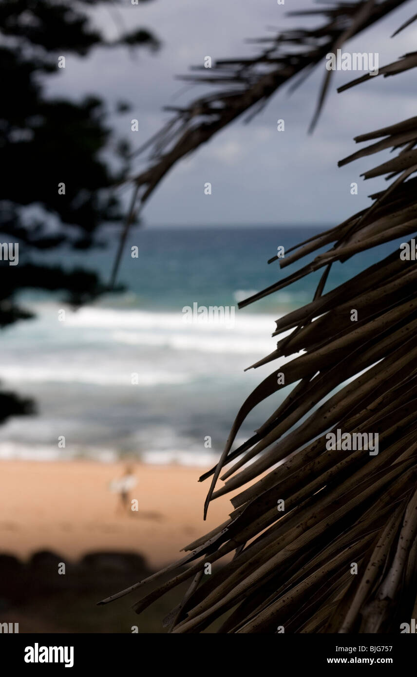 A surfer at Avalon Beach, near Sydney, NSW, Australia Stock Photo Alamy