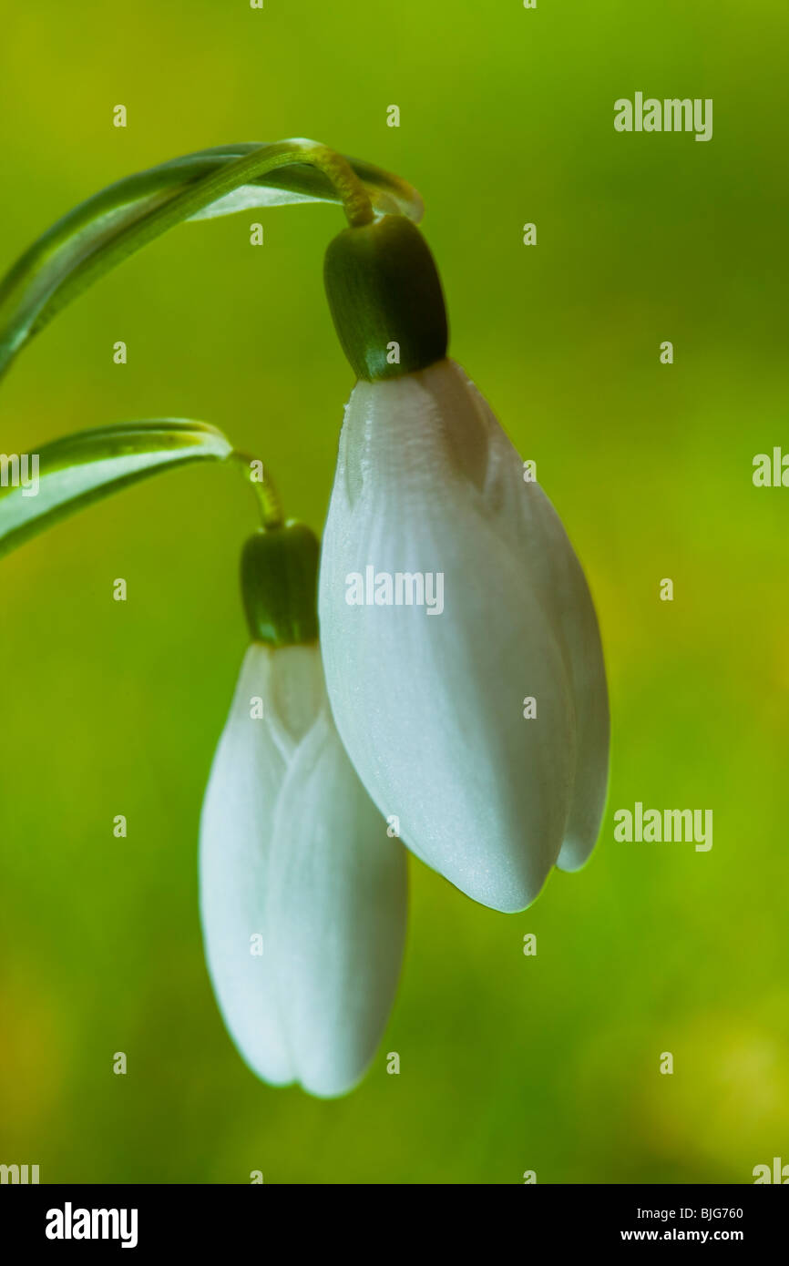 England, Northumberland, Wooler. Common Snowdrop (Galanthus nivalis) growing near the Northumberland village of Wooler. Stock Photo