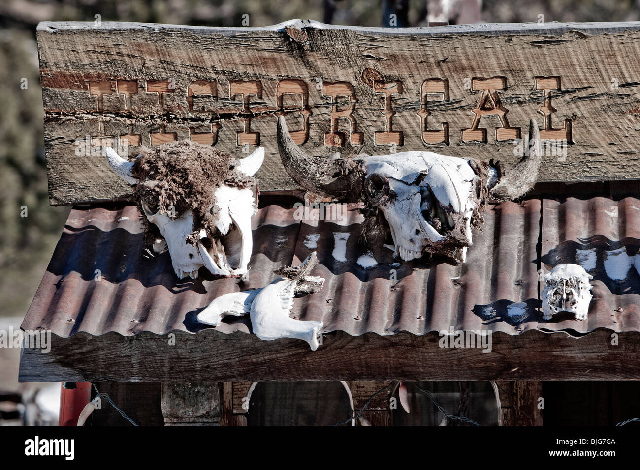 Animal skulls nailed to the exterior wall of a cabin in Guffey, Colorado. Stock Photo