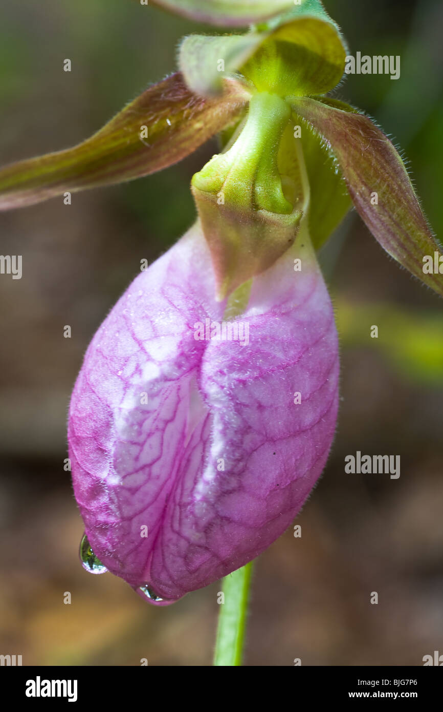 Pink Lady's Slipper growing on the Secret Falls trail in South Carolina Stock Photo