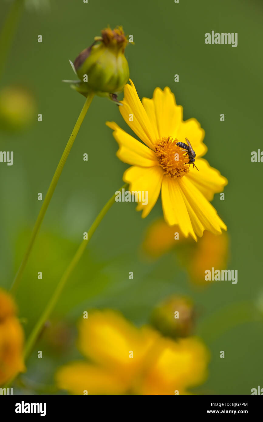 Yellow Sunflower species Stock Photo