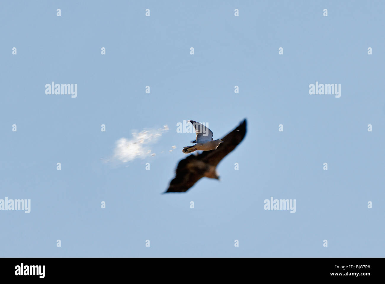 Shot Eared Dove in the Air with Hawk Flying Above it at La Dormida Lodge in Cordoba, Argentina Stock Photo
