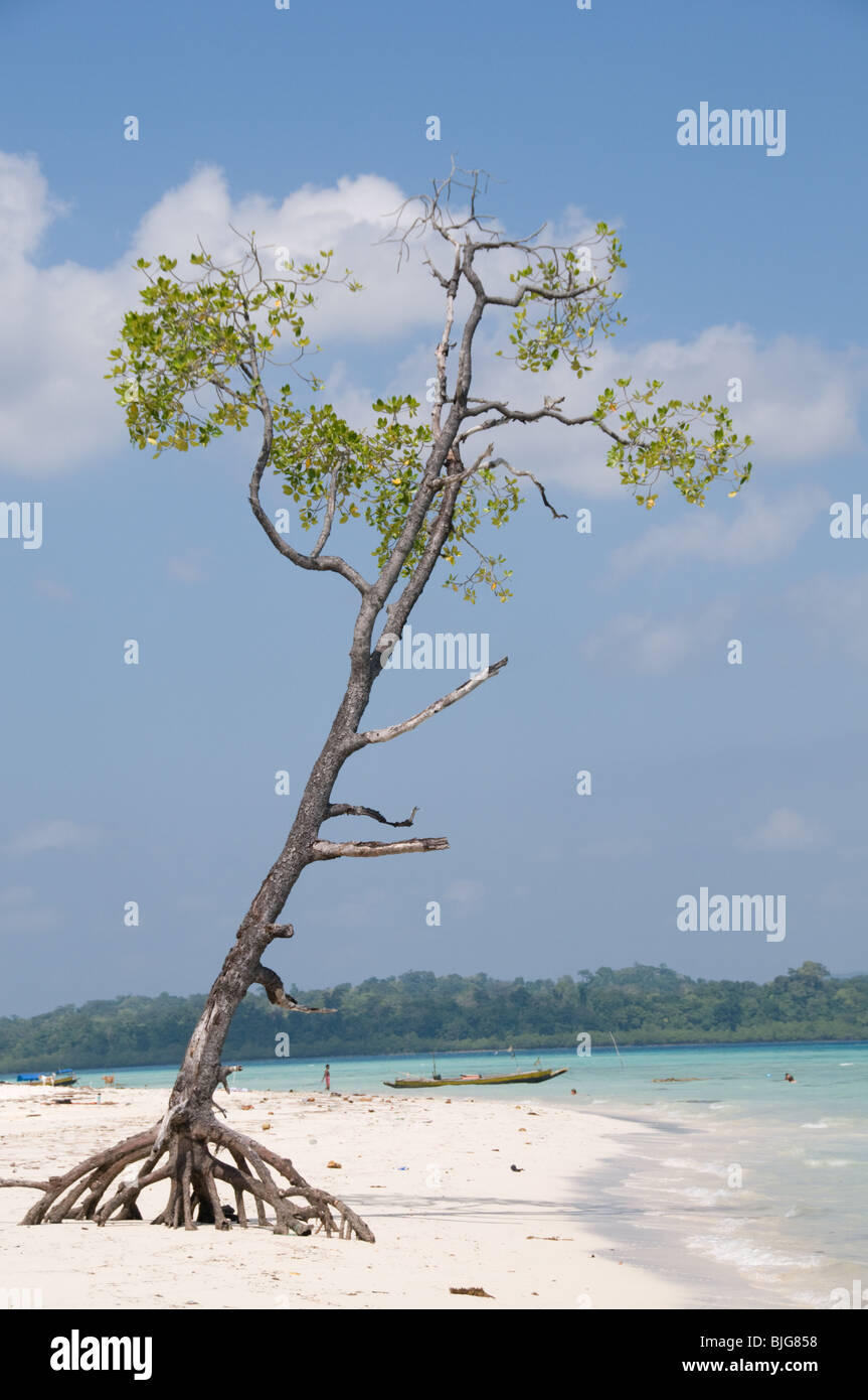 A mangrove tree on the beach on Havelock Island, Andaman Islands, India Stock Photo