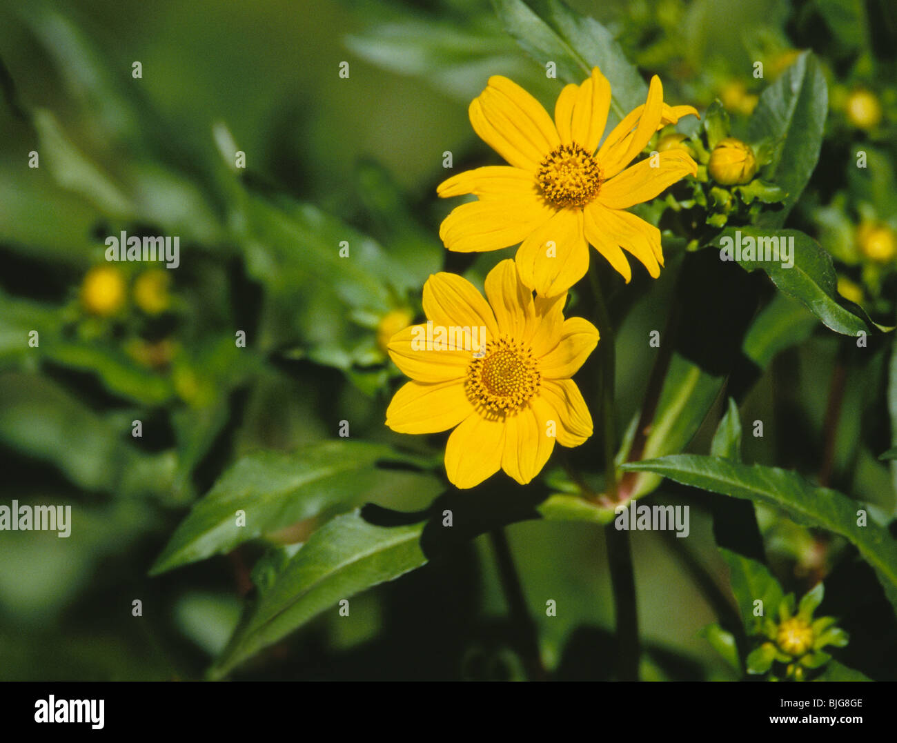 Colorful Sticktights bloom in a Louisiana swamp Stock Photo - Alamy
