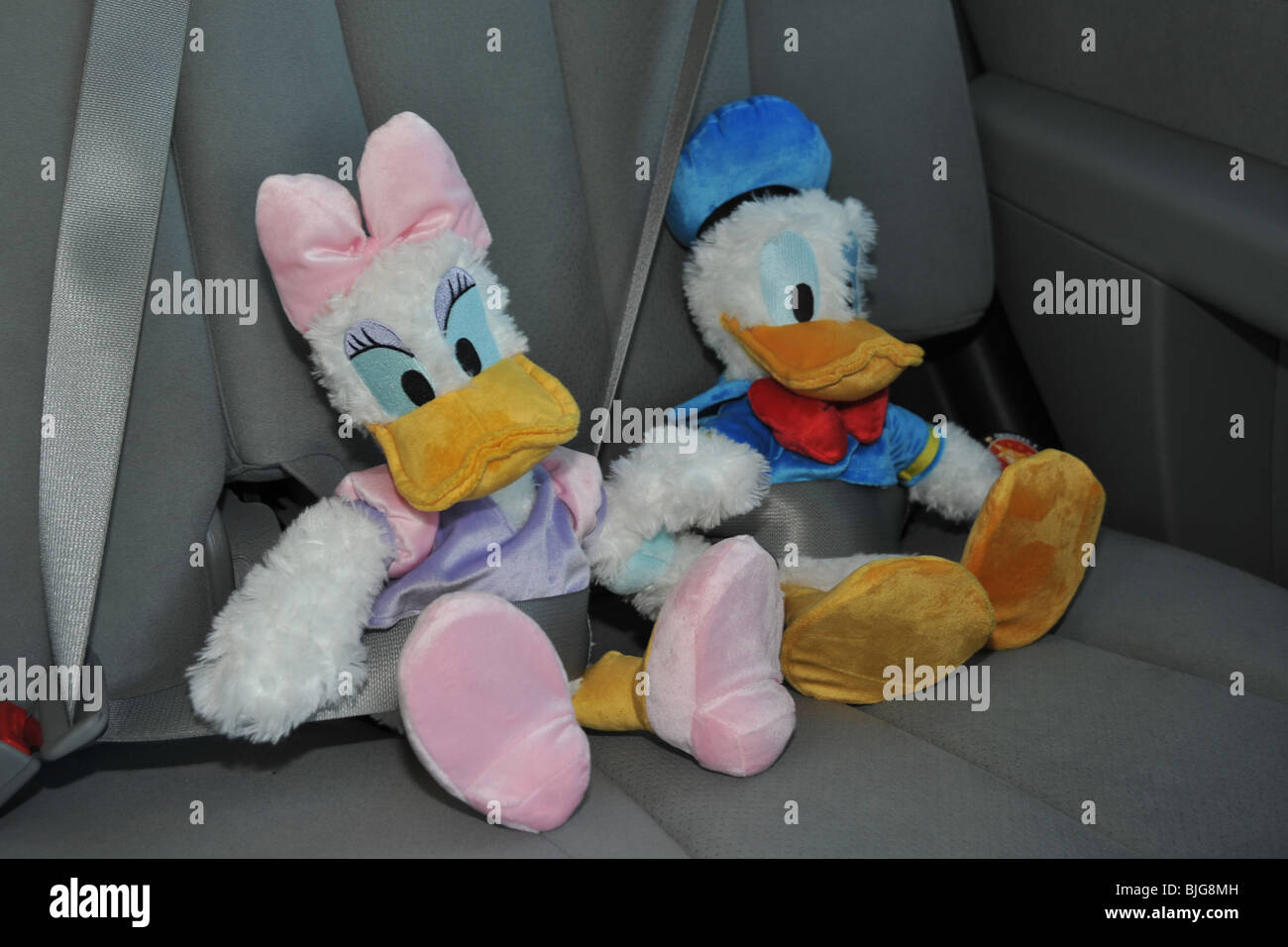 Donald & Daisy Duck wearing seat belts in a car Stock Photo