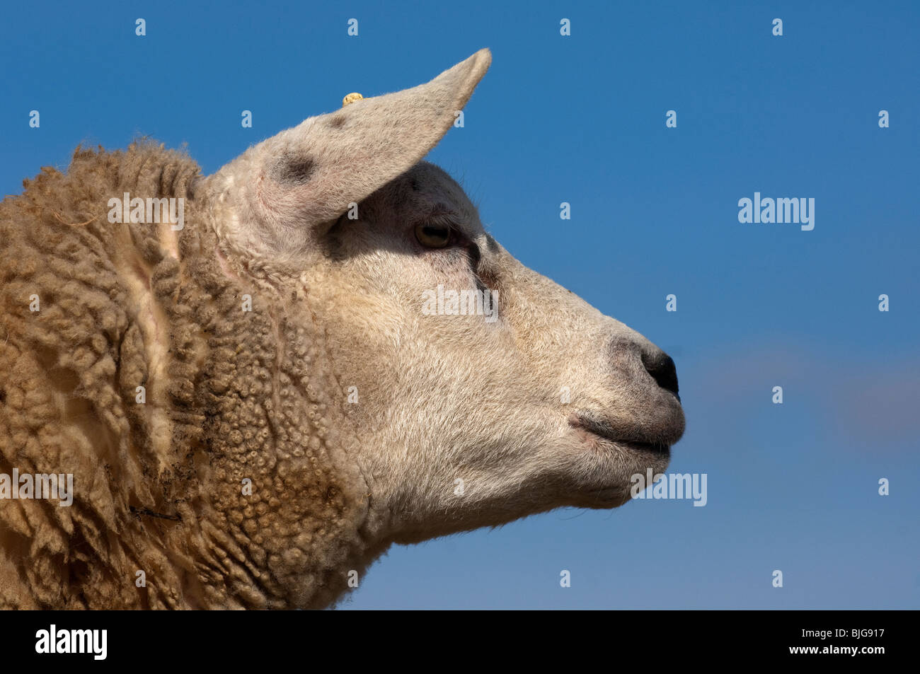 Head of Texel ewe Stock Photo - Alamy