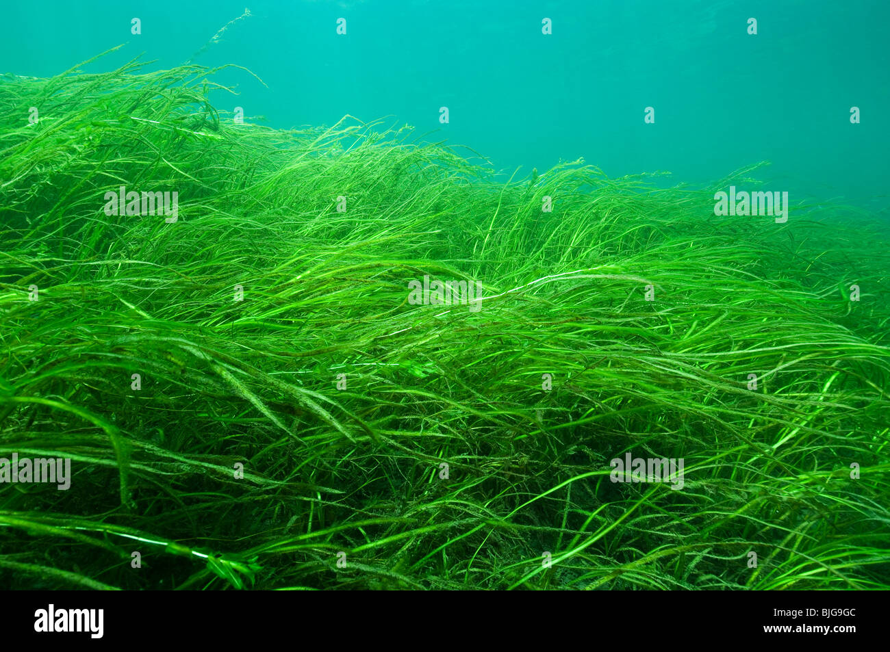 American Eel-grass underwater in the St. Lawrence River in canada Stock Photo