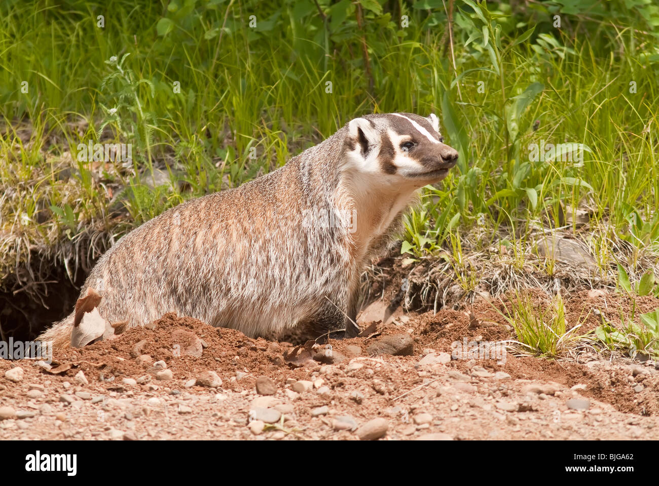 American badger, Taxidea taxus, Minnesota Wildlife Connection