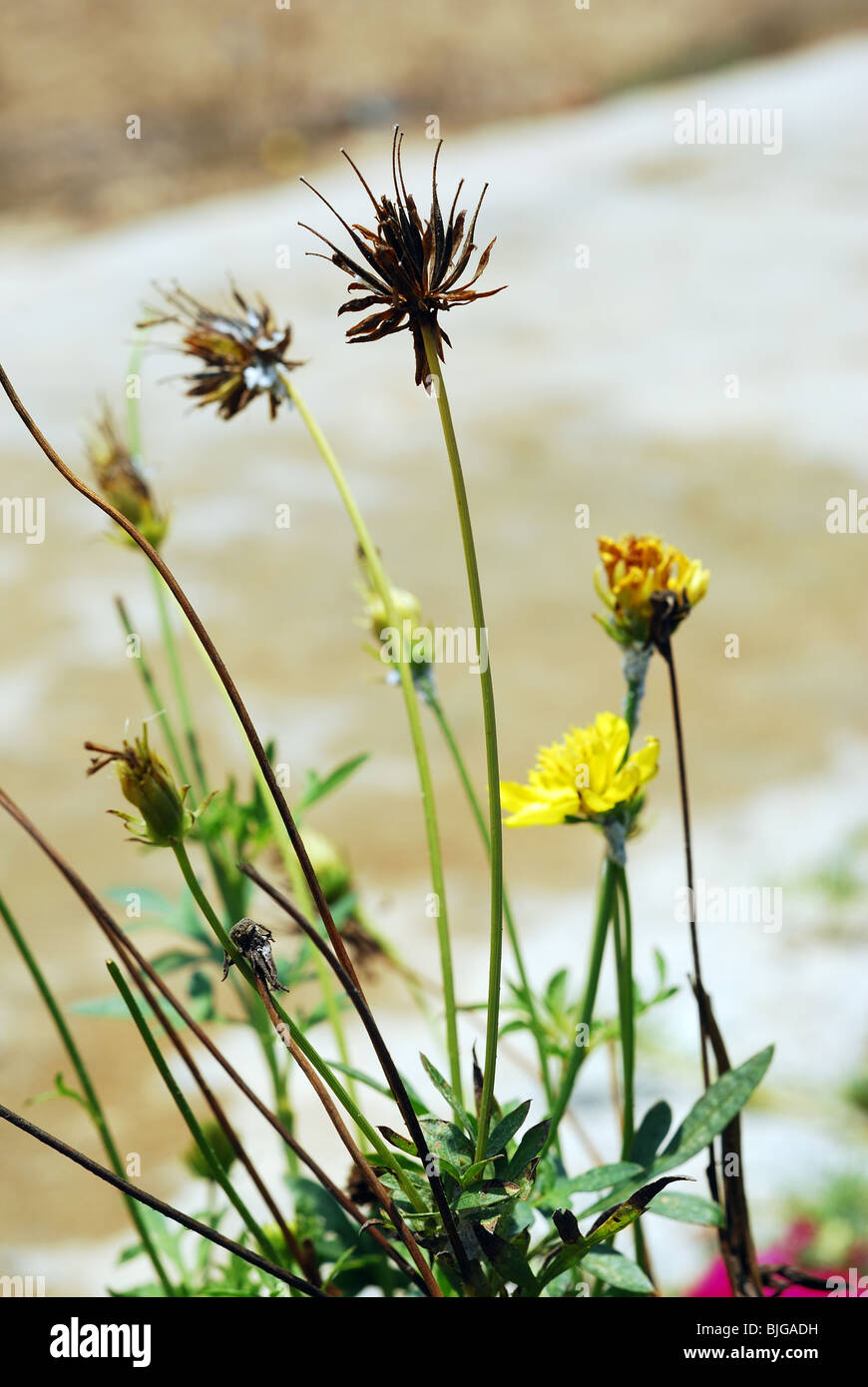 Colourful nature hi-res stock photography and images - Alamy