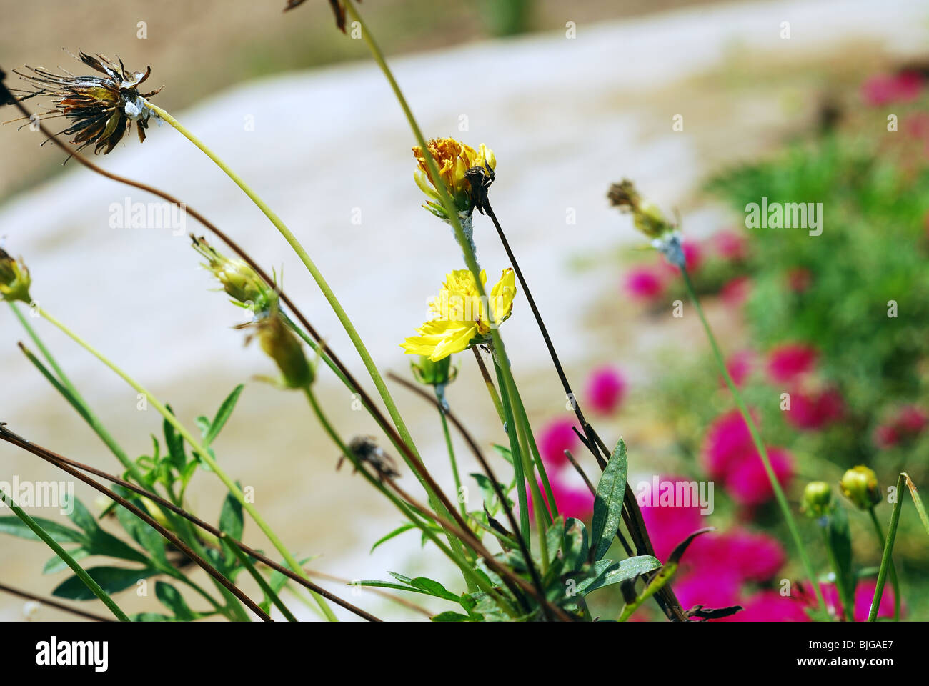Colourful nature hi-res stock photography and images - Alamy