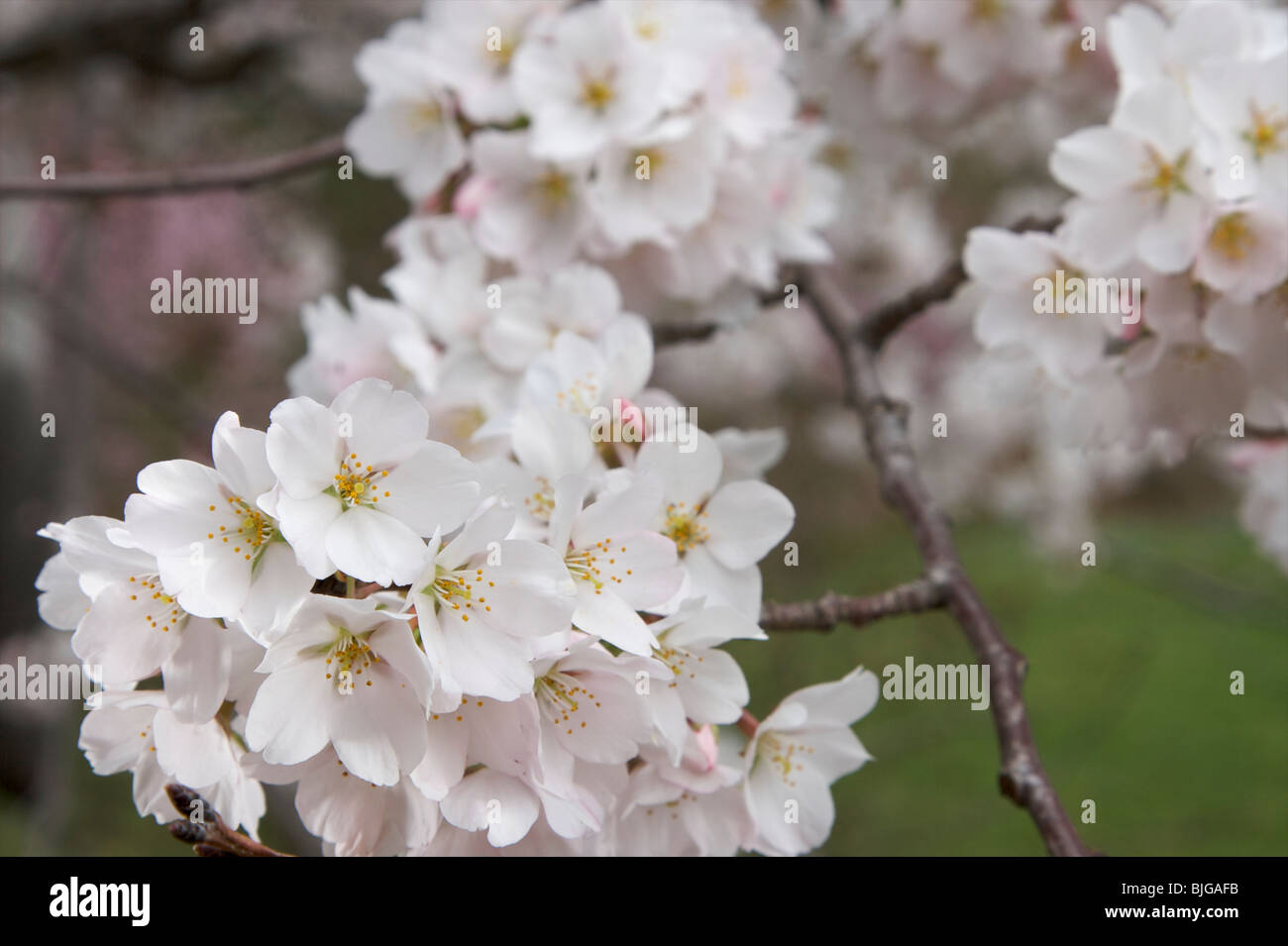 Cherry blossoms in full bloom Stock Photo - Alamy