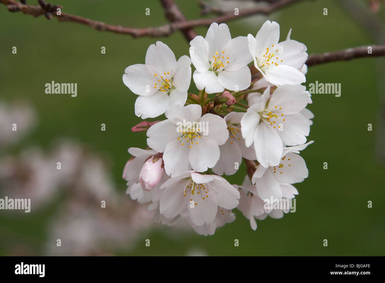 Cherry blossoms in full bloom Stock Photo - Alamy