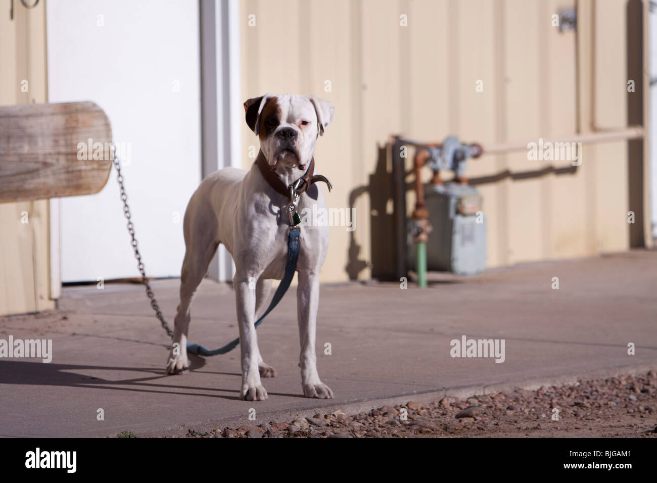 A Boxer dog chained up on the sidewalk. Shot from a public street. Stock Photo