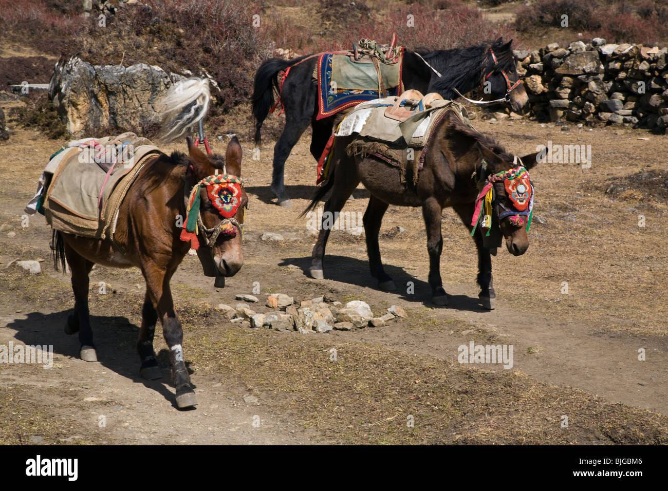 Pack Saddle Stock Photos & Pack Saddle Stock Images Alamy