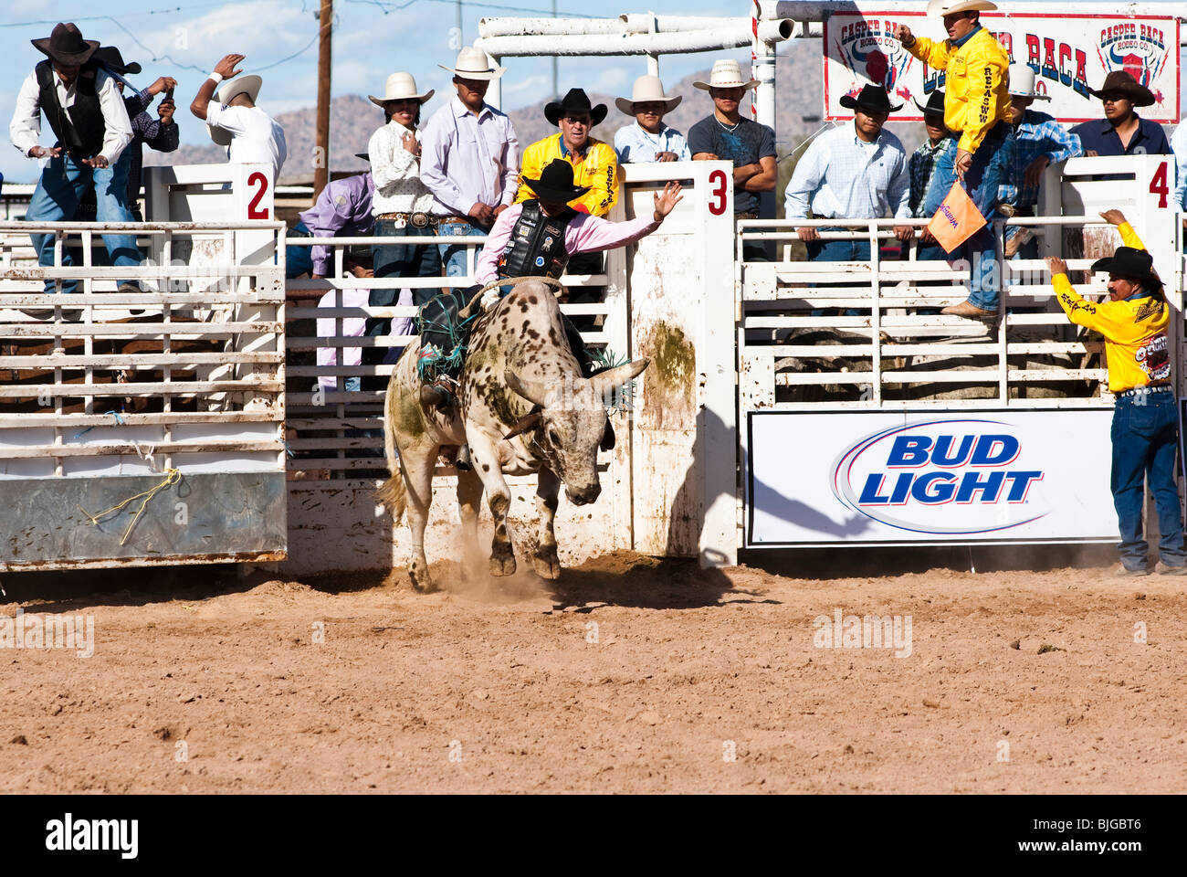 a cowboy competes in the bull riding event during the O'Odham Tash all ...