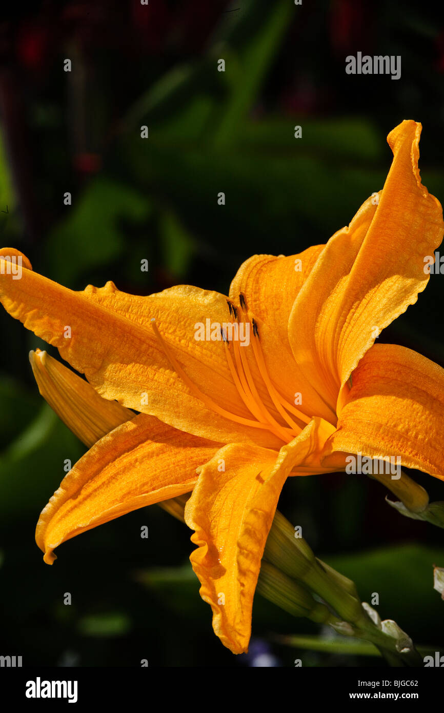 Yellow lily flower Stock Photo Alamy