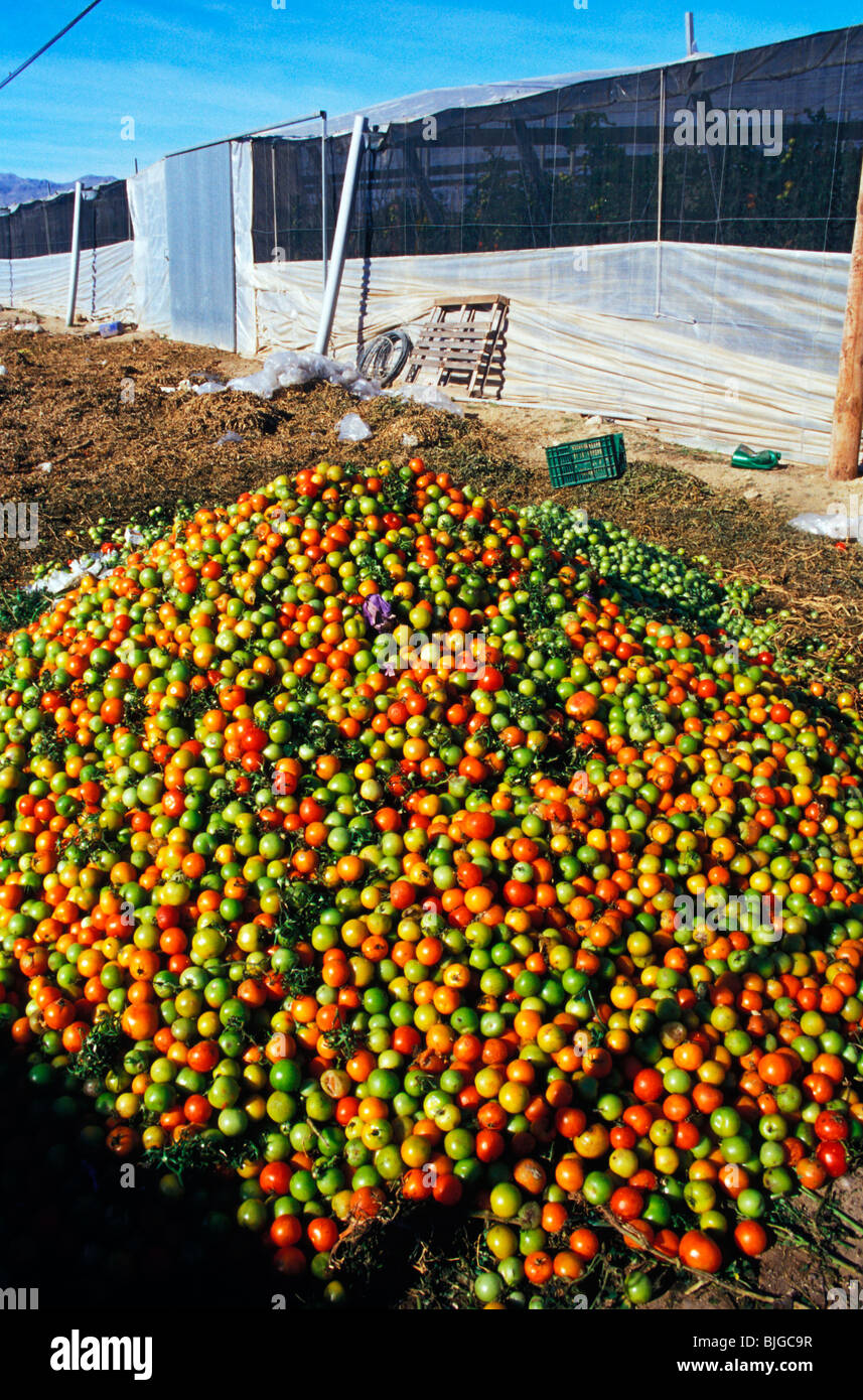 Tomatoes Greenhouse Spain Stock Photos & Tomatoes Greenhouse Spain
