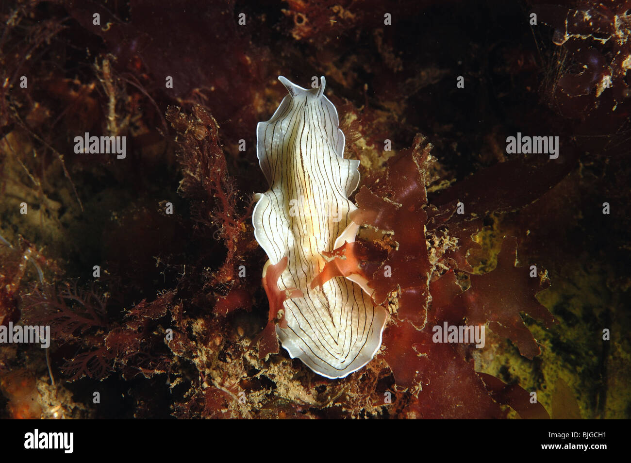 Candy stiped flatworm,Prostheceraeus vittatus,Swanage pier ,dorset.june 2008. Stock Photo