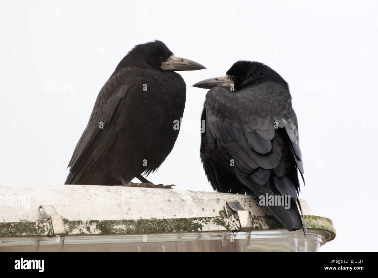 Two Rooks, Corvus frugilegus, perched on a lamppost Stock Photo