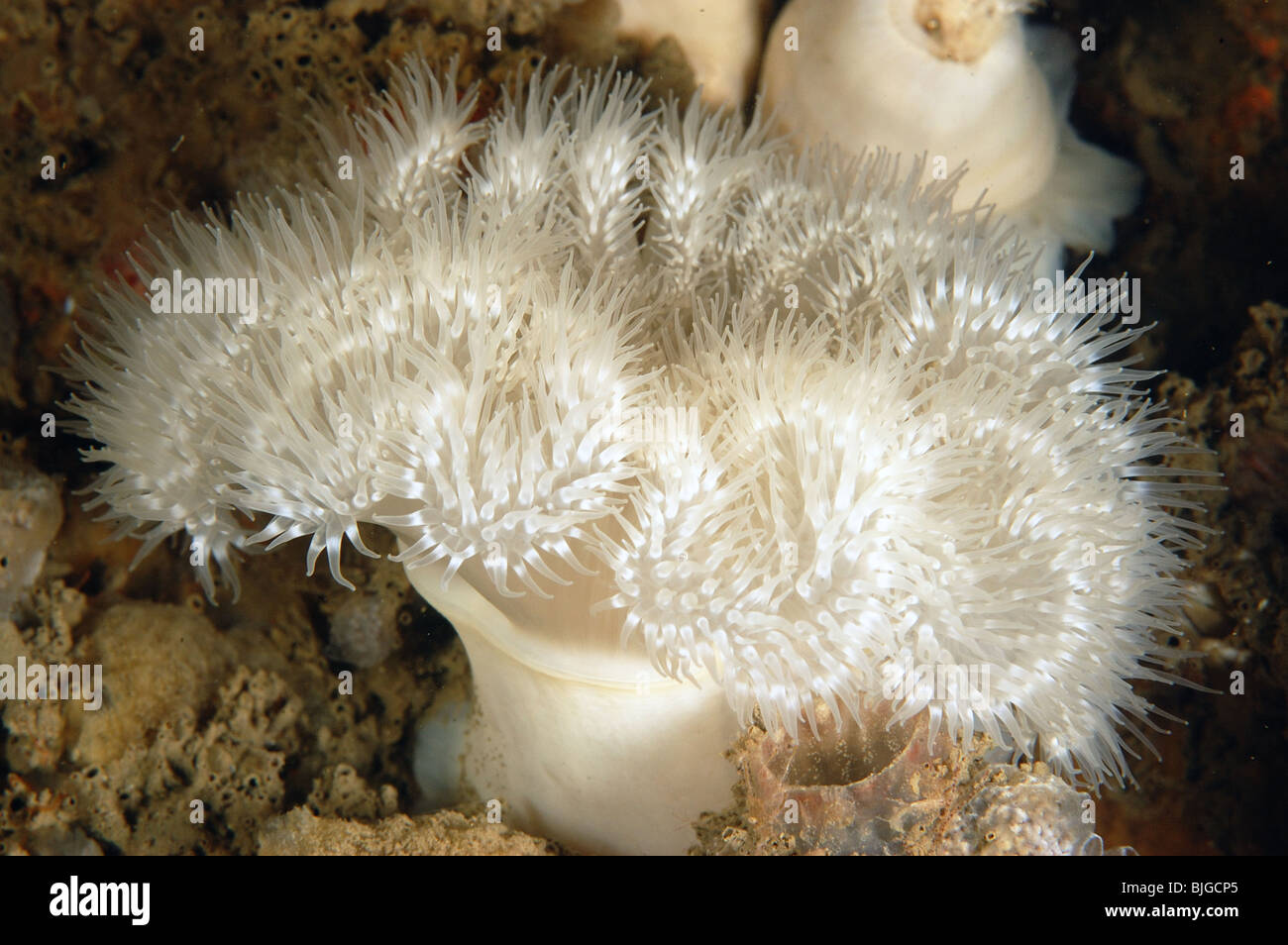 Plumose anemone,Metridium senile,Ferrybrige portland, dorset. November 2008. Stock Photo