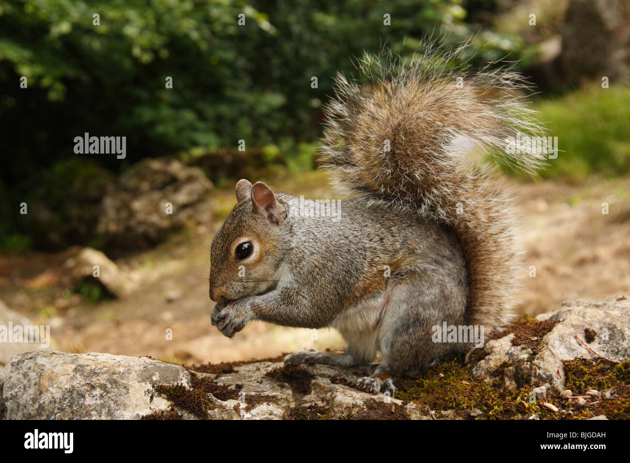 Grey Squirrel, Sciurus carolinensis Stock Photo
