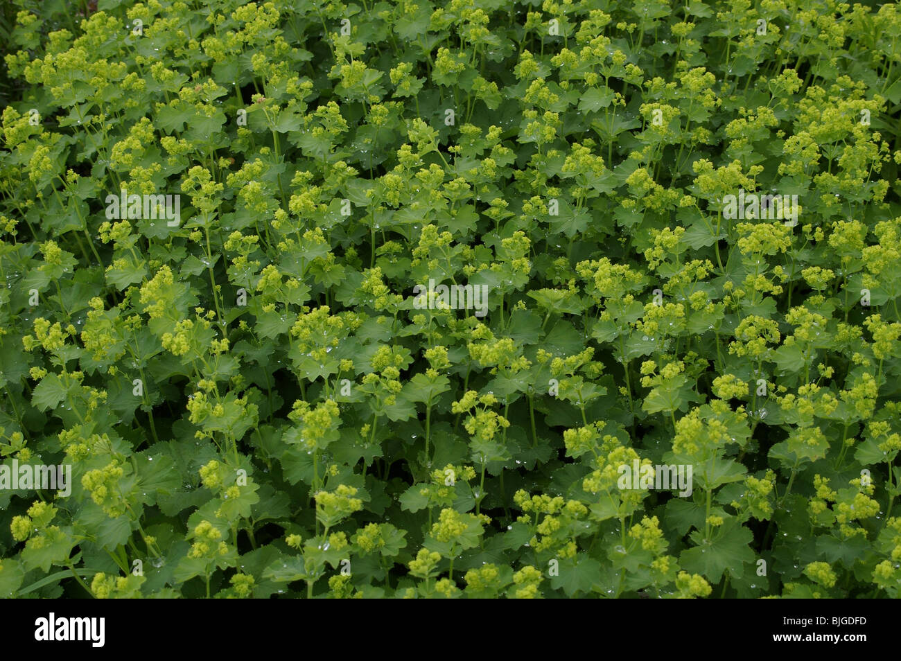 Green grass texture background in the Linnaeus Garden Stock Photo - Alamy