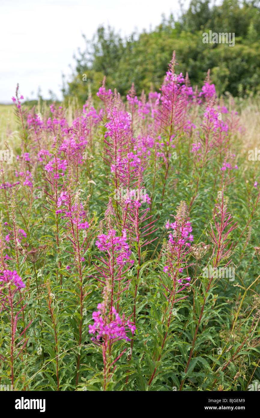 roadside wildflowers Rose-bay Willow-herb(epilobium angustifolium) with with field behind Stock Photo