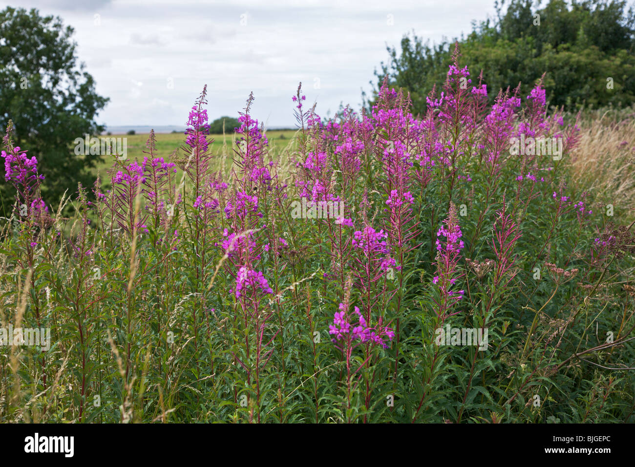 roadside wildflowers Rose-bay Willow-herb(epilobium angustifolium) with with field behind and welsh hills in far distance. Stock Photo