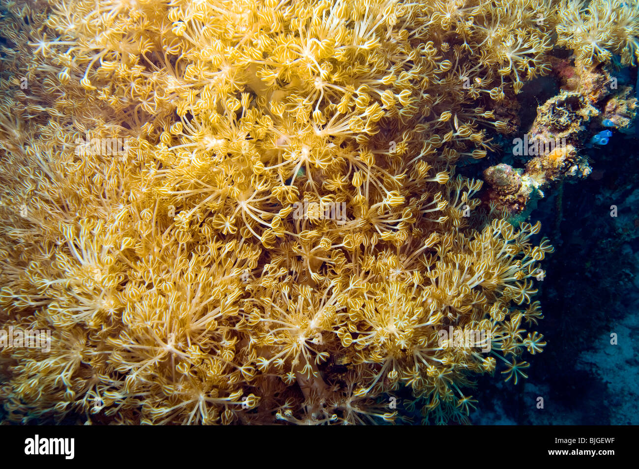soft Coral polyps Goniopora tentacles polyps feed feeding REEF Malapascua wild wildlife life on reef sea under water underwater Stock Photo