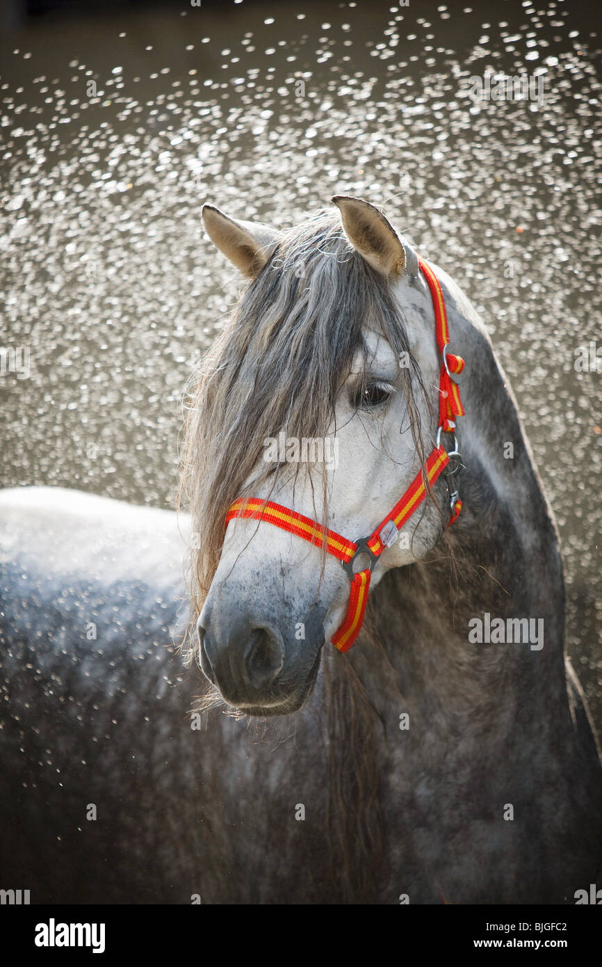horse shaking off water Stock Photo Alamy