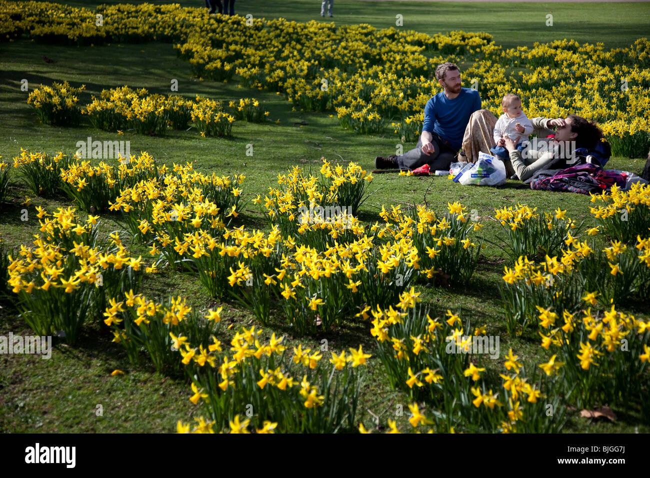 People enjoying being amongst the daffodils in St James Park, London
