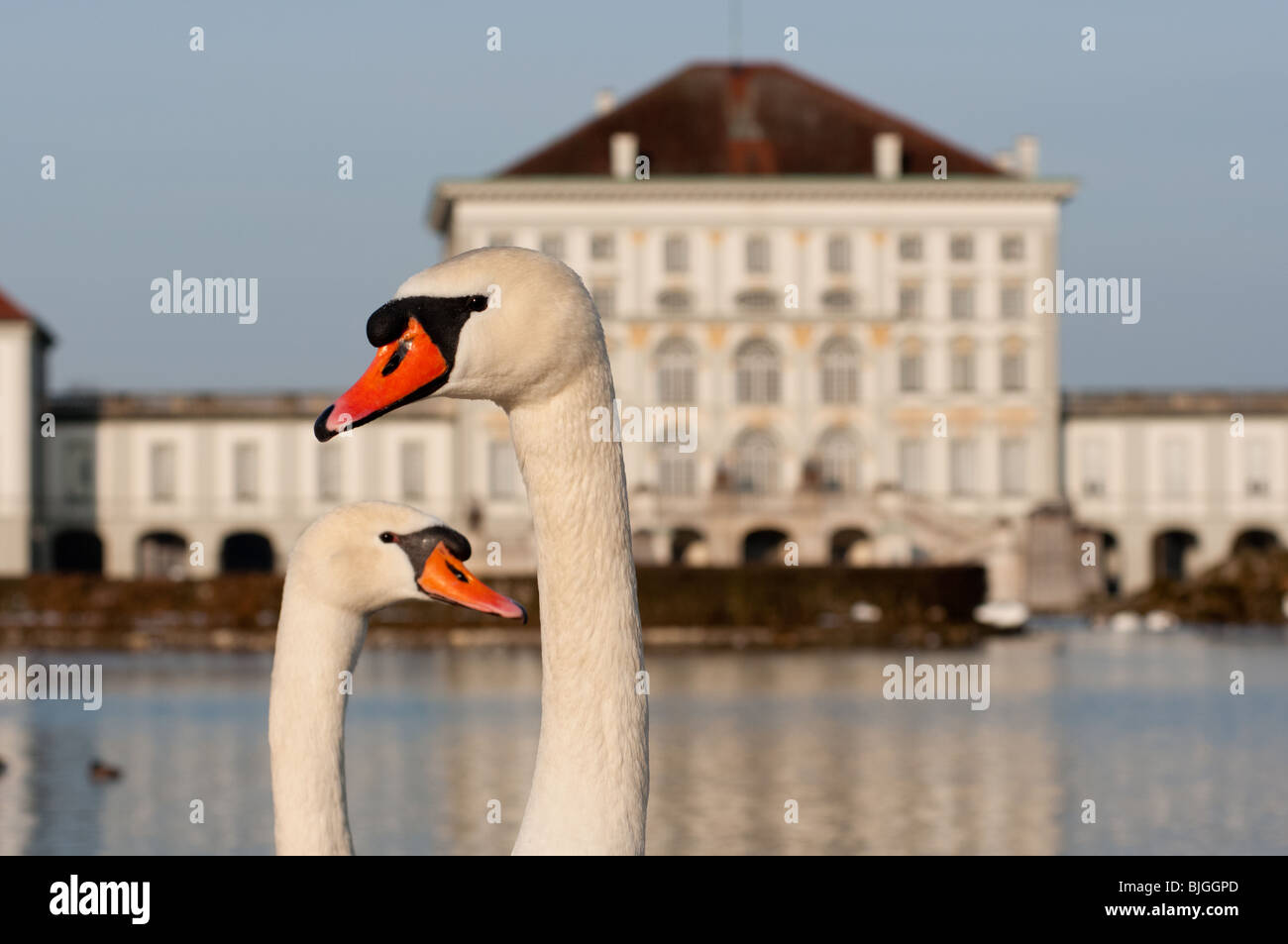 Nymphenburg palace swans Stock Photo