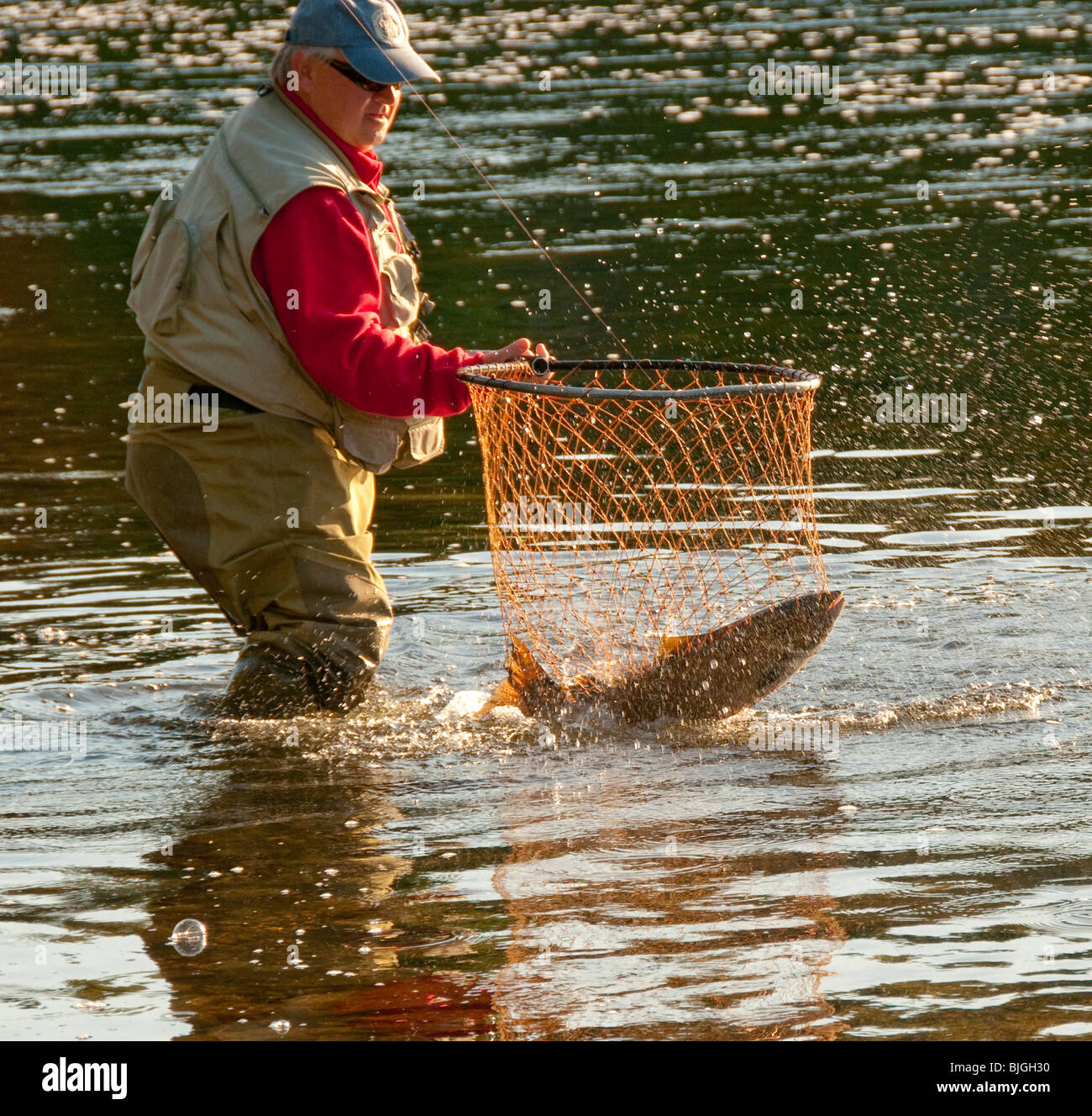 NEW BRUNSWICK, Fly fishing guide netting Atlantic Salmon on the Famous Miramichi  River Stock Photo - Alamy