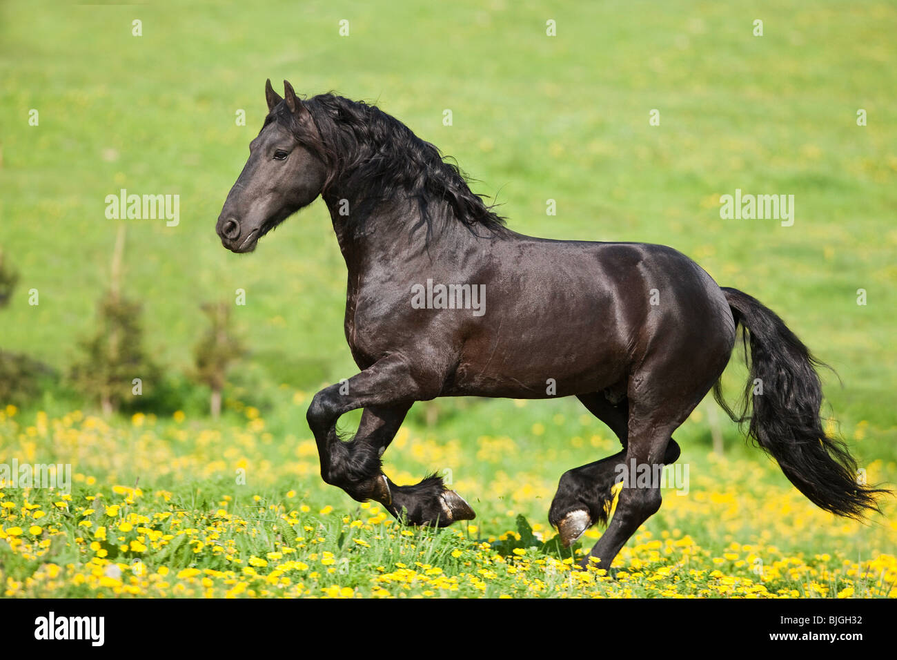 Friesian horse galloping on a meadow Stock Photo