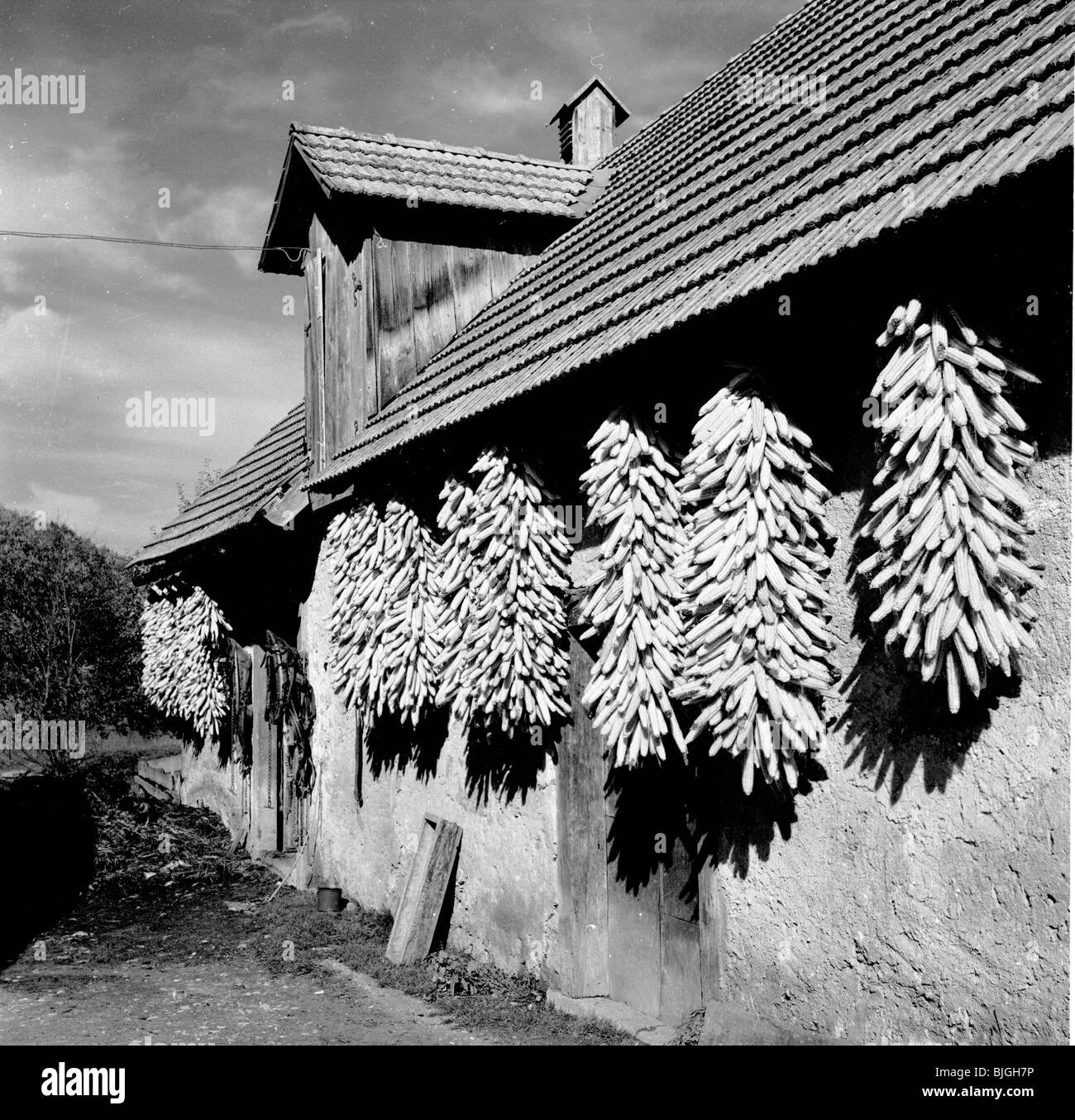 1950s, summertime and bunches of maize crop hanging from the roof of a barn in Yugoslavia drying. Stock Photo
