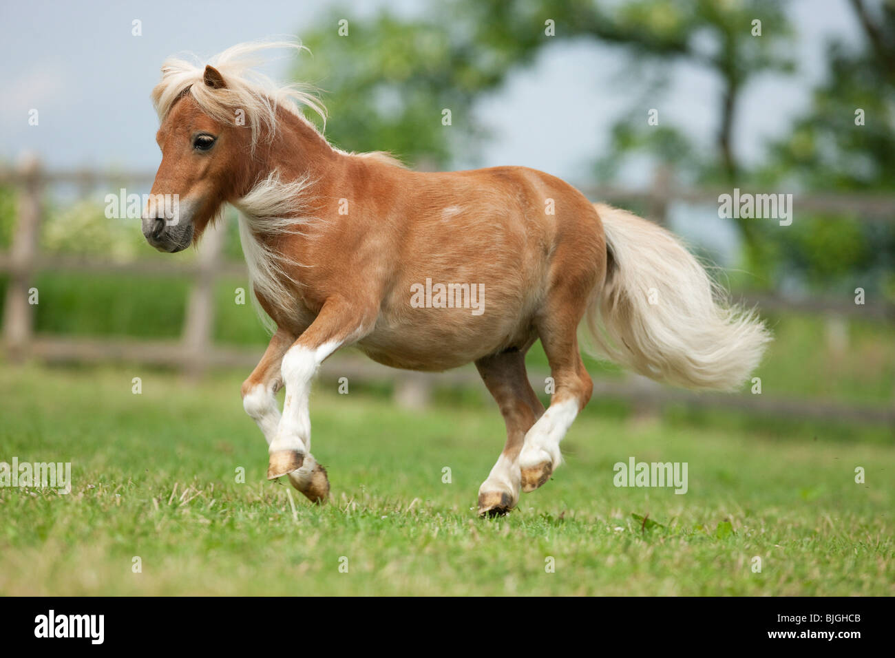 Falabella miniature horse galloping meadow Stock Photo