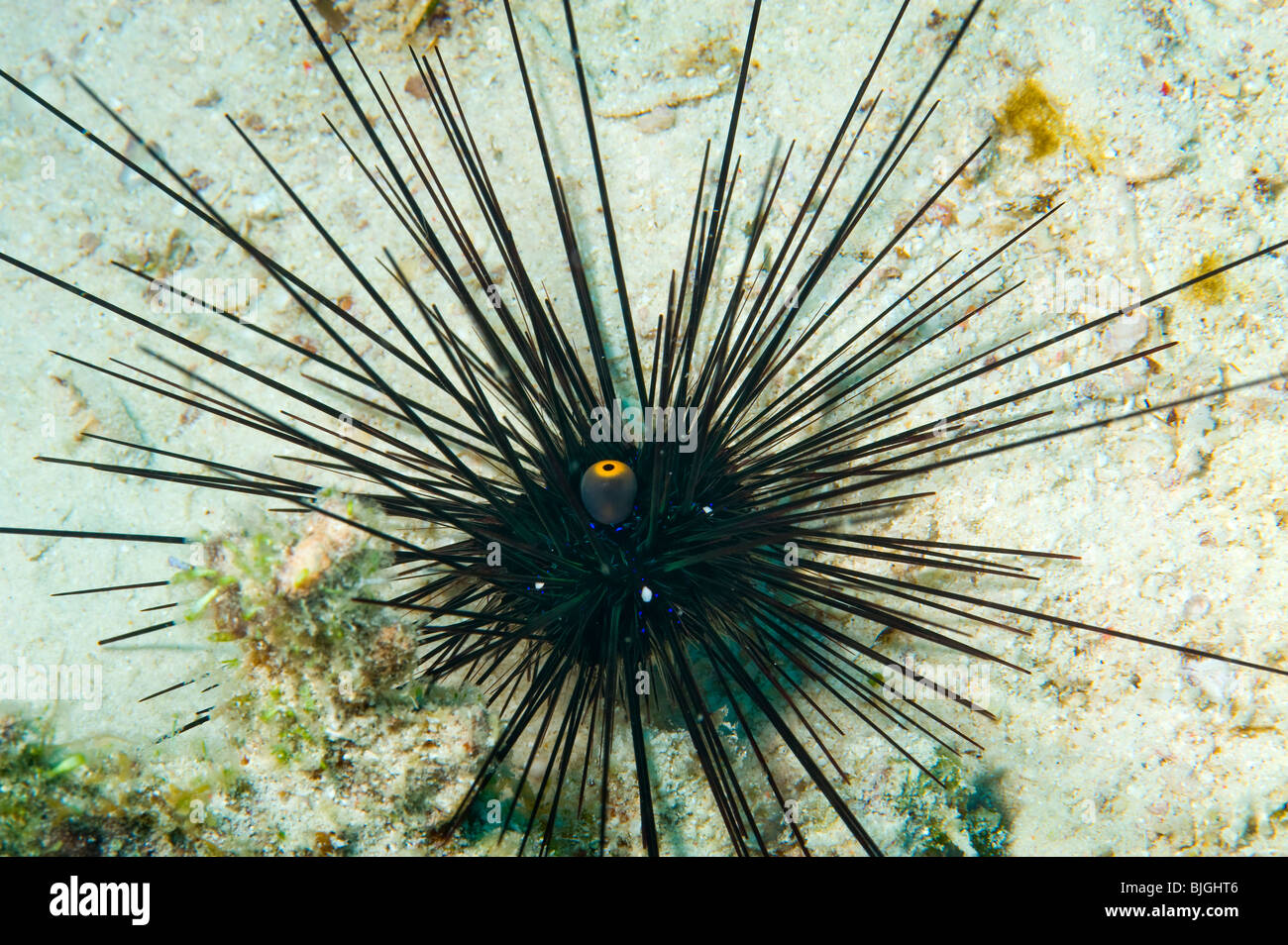 Long spined sea urchin Diadema savignyi black with light blue lines long spin longspined long-spined wildlife under water sealif Stock Photo