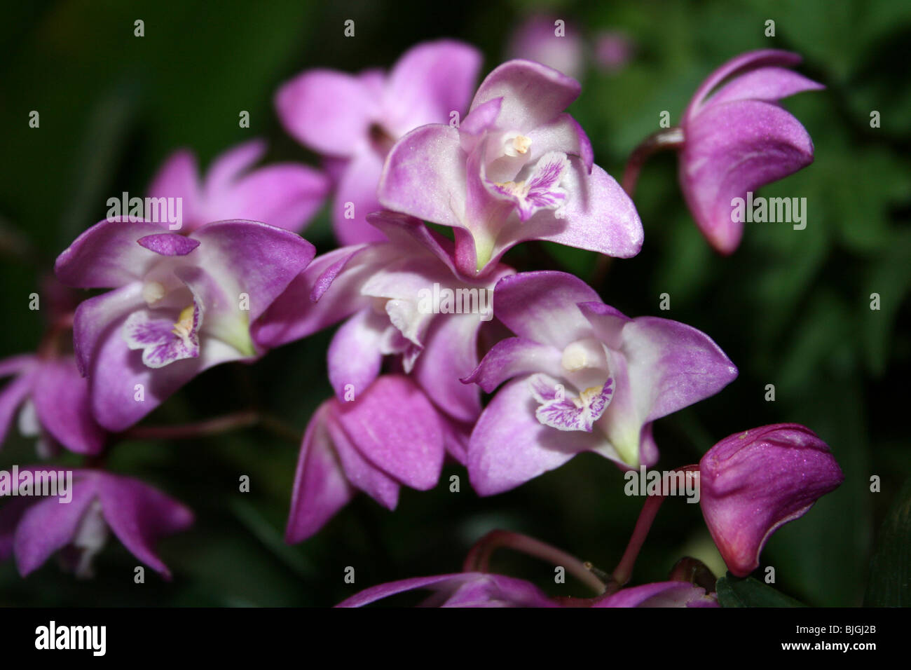 Orchid Dendrobium kingianum Stock Photo