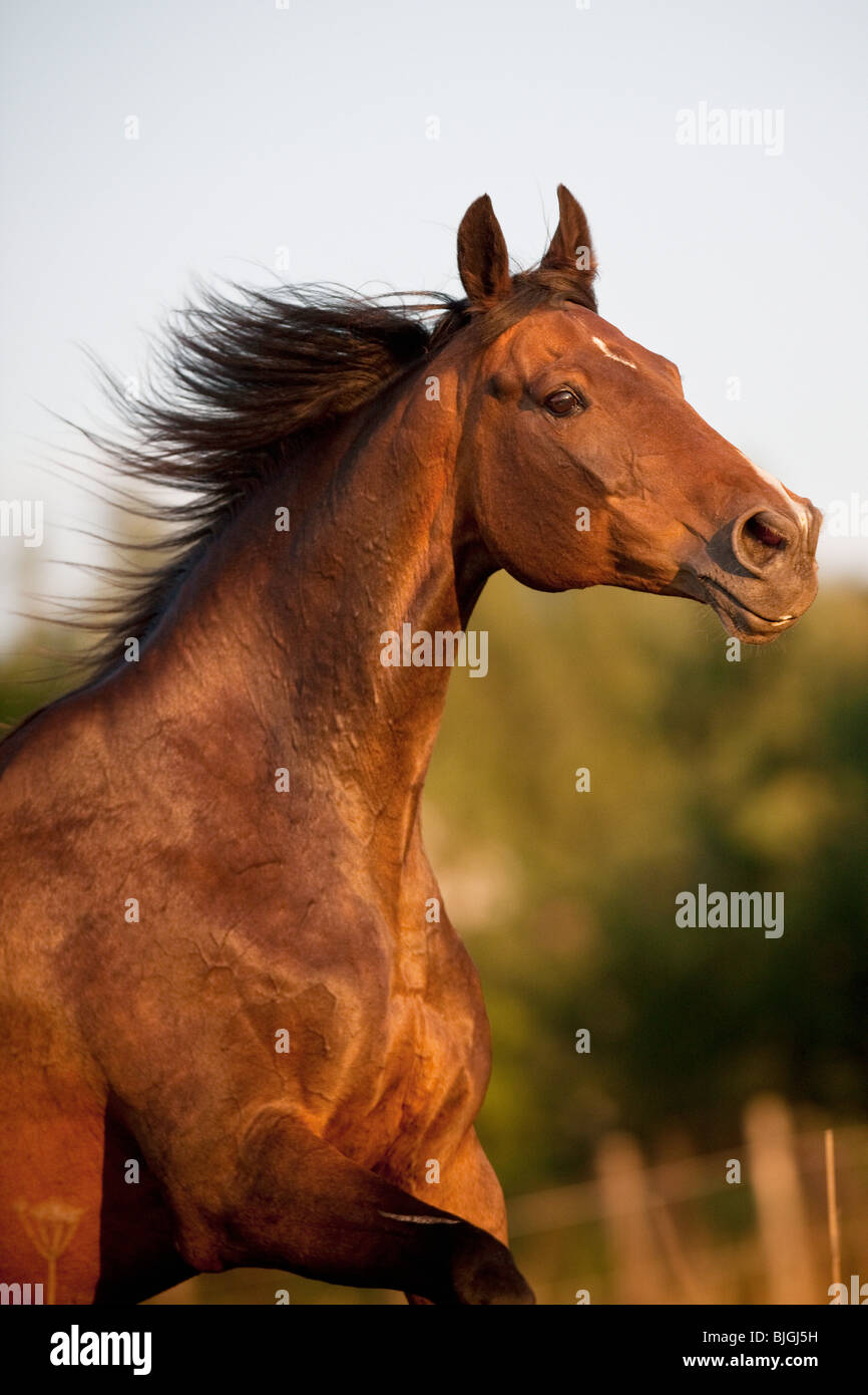 Trakehner horse running Stock Photo