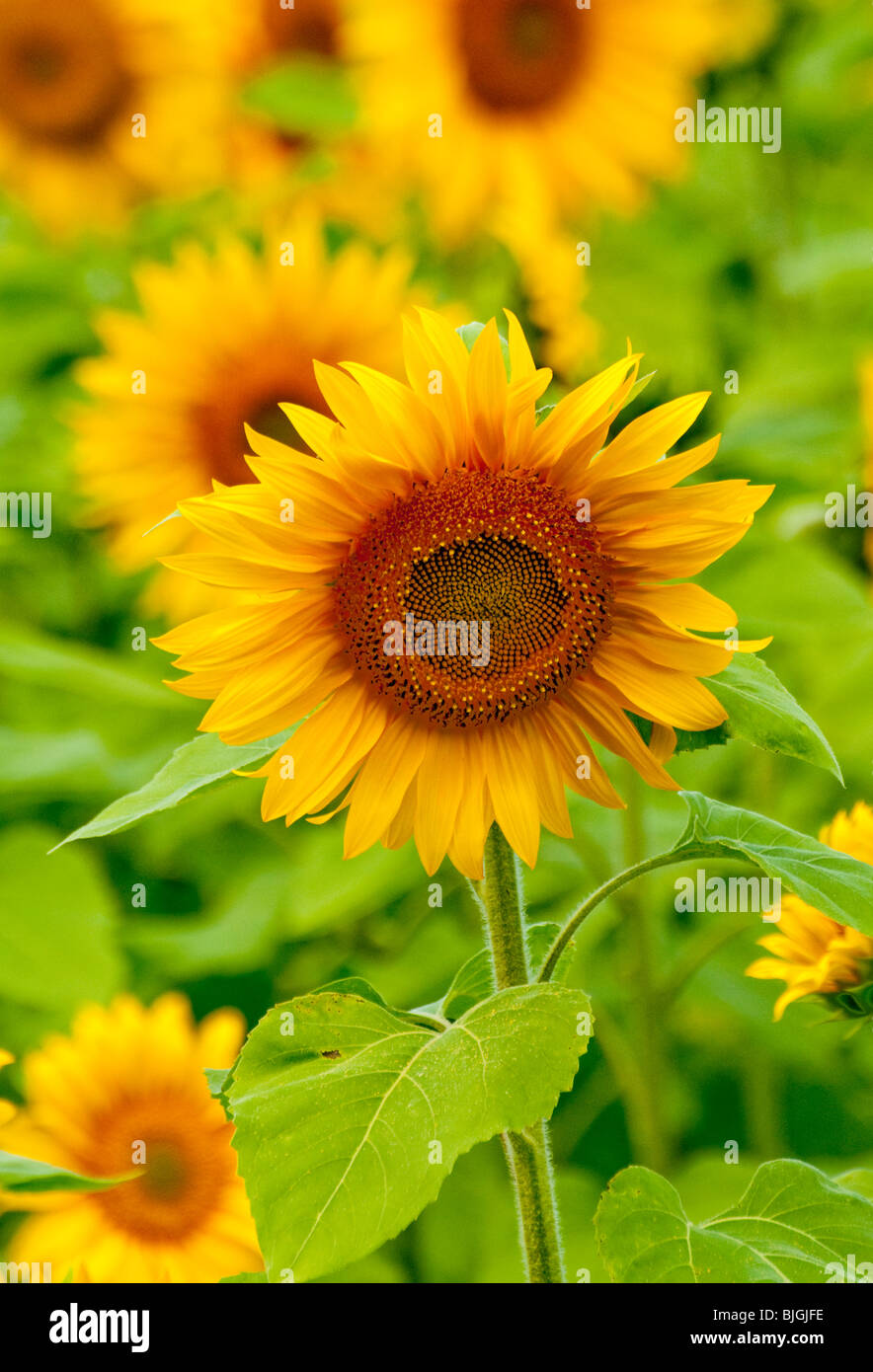 NEW BRUNSWICK, Field of Sunflowers along the banks of the Miramichi River near Doaktown. Stock Photo