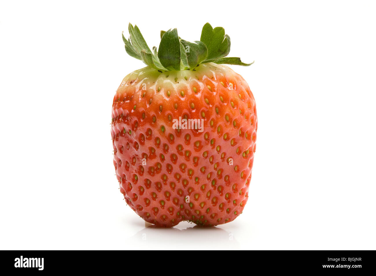 Large Spanish Ripening Strawberry from low viewpoint isolated against