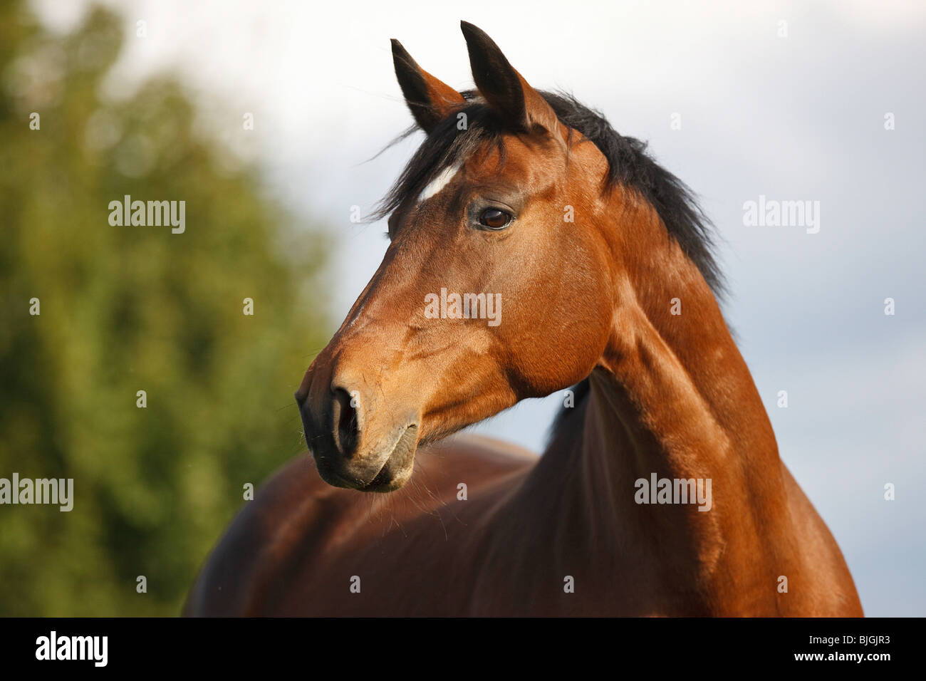 Austrian Warmblood horse portrait Stock Photo