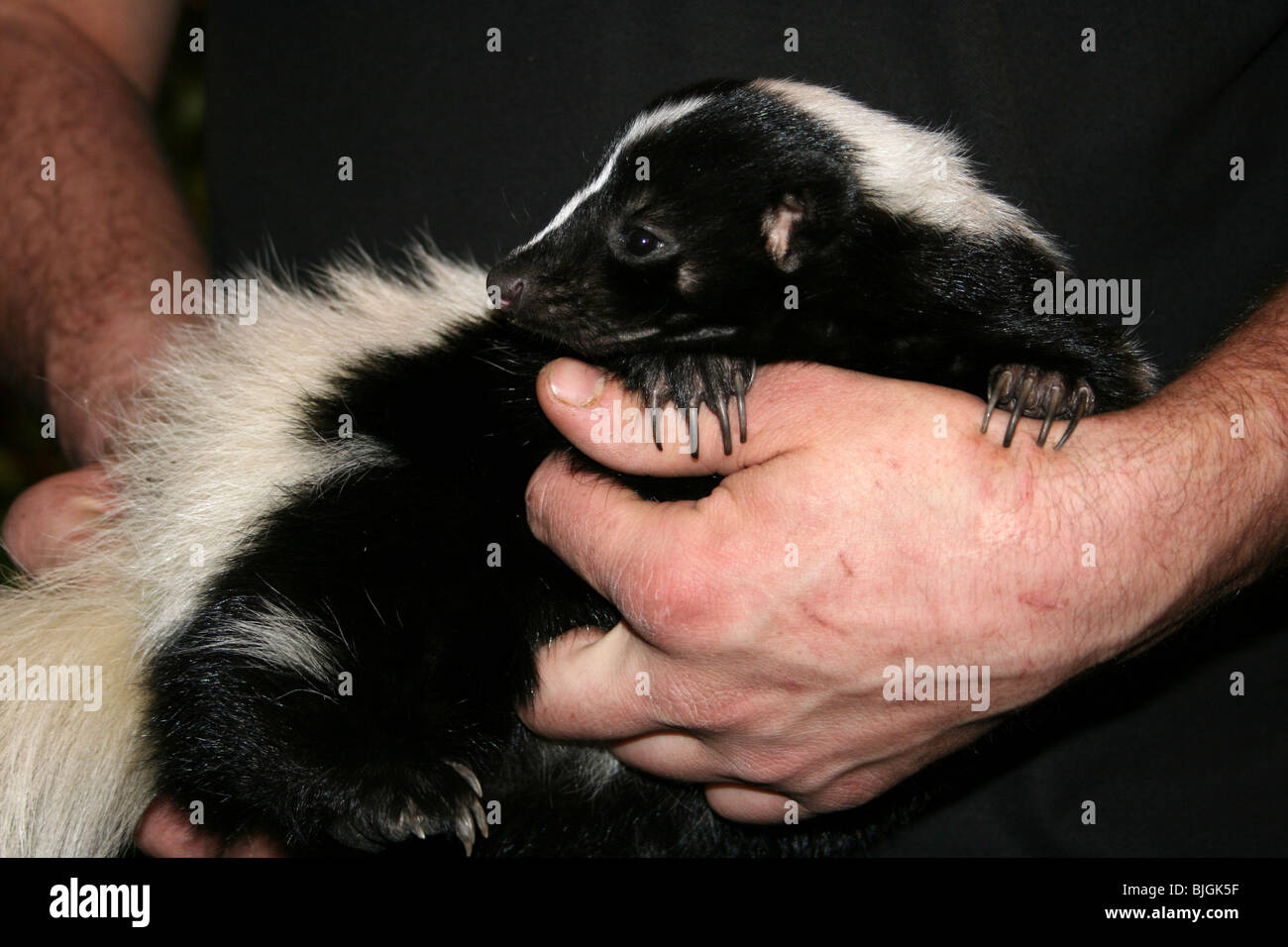 Museum Wildlife Presentation By Tropical Inc Holding Striped Skunk Mephitis mephitis Stock Photo