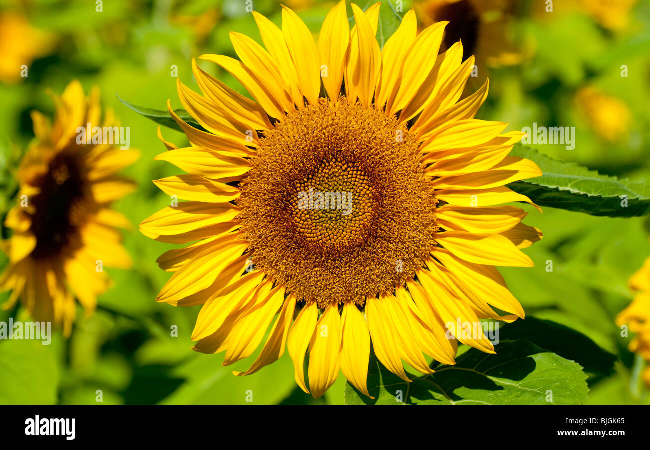 NEW BRUNSWICK, Field of Sunflowers along the banks of the Miramichi River near Doaktown. Stock Photo