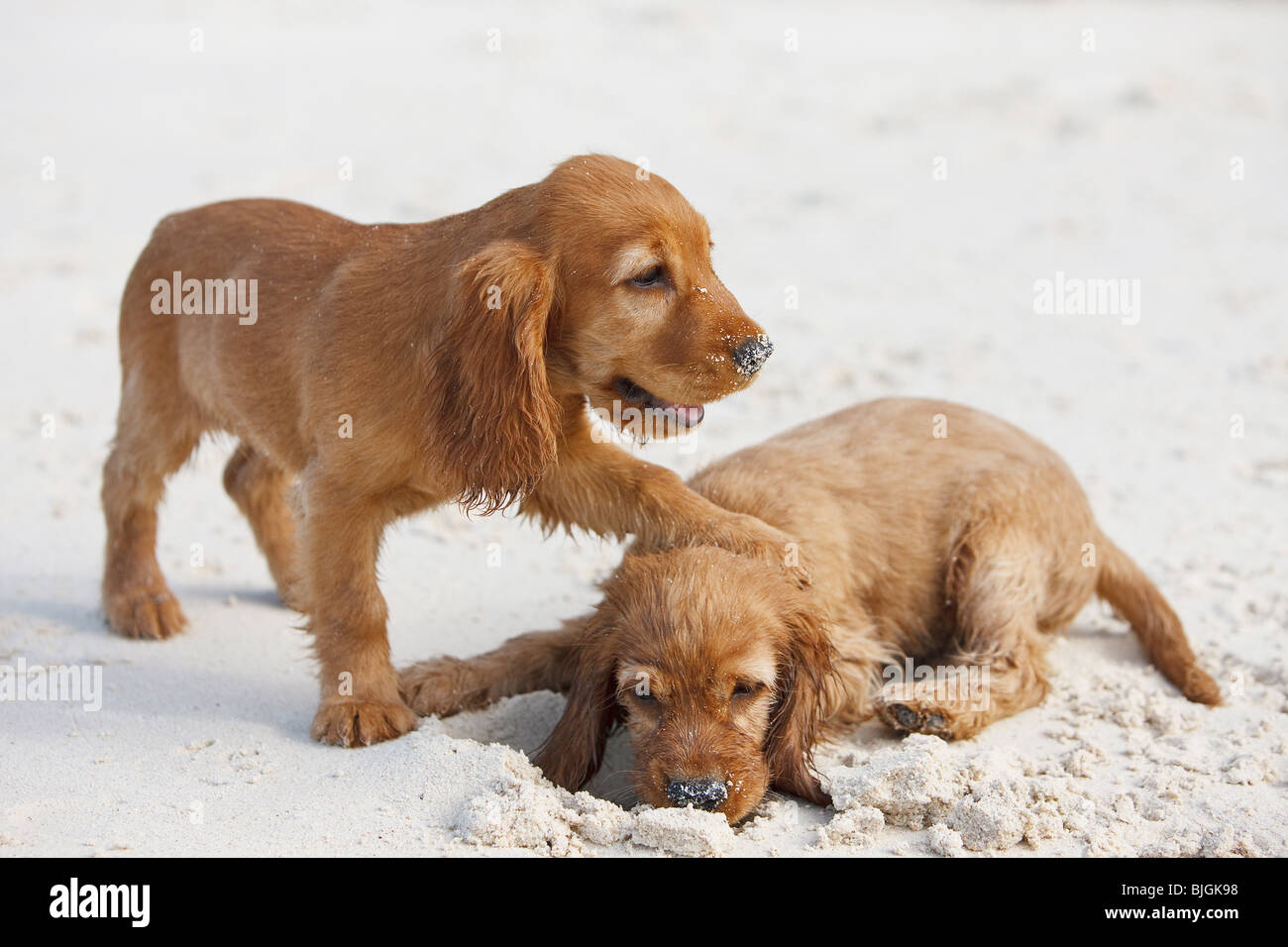 cocker spaniel puppies playing