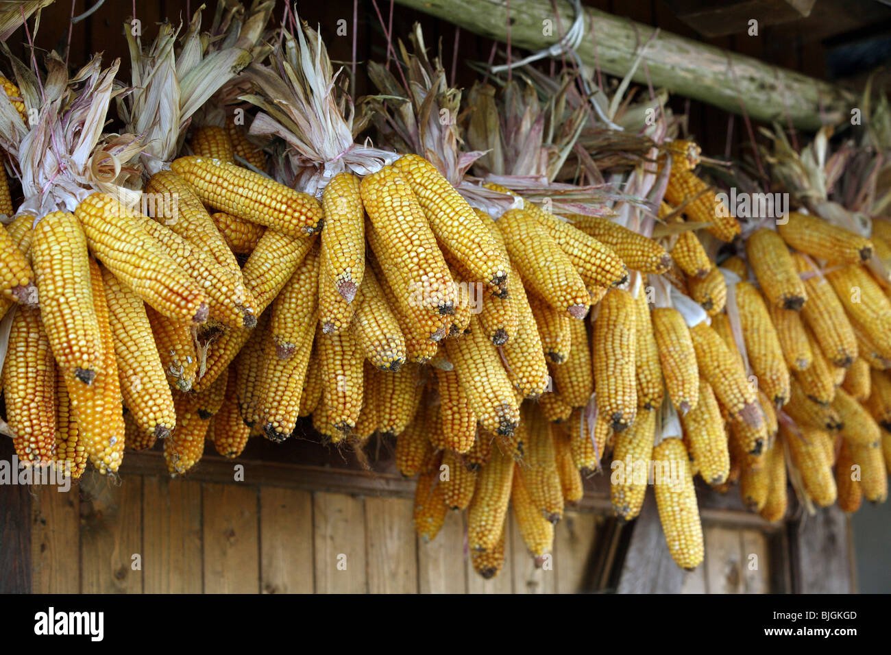 Corncobs are hanging out to dry, Prangendorf, Germany Stock Photo